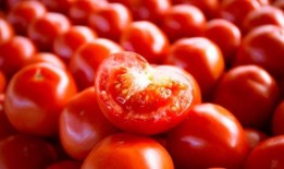 中国西红柿爆料最新消息,价格波动与种植趋势揭秘